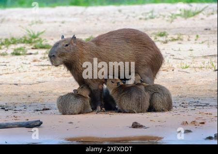 Capybara (Hydrochoerus hydrochaeris) Weibchen mit Wurf von säugenden Jungtieren. Ufer des Cuiaba River, Pantanal, Mato Grosso, Brasilien. Stockfoto