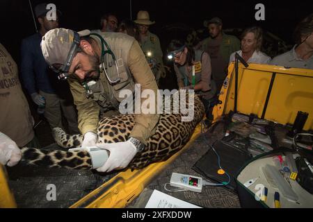 Tierarzt vom Projekt Oncafari, der Messungen an Jaguar (Panthera onca palustris) weiblichen, die nach dem Tod einer Kuh gefangen sind, durchführt. Caiman Lodge, Southern Pantanal, Mato Grosso do Sul, Brasilien. September 2017. Stockfoto