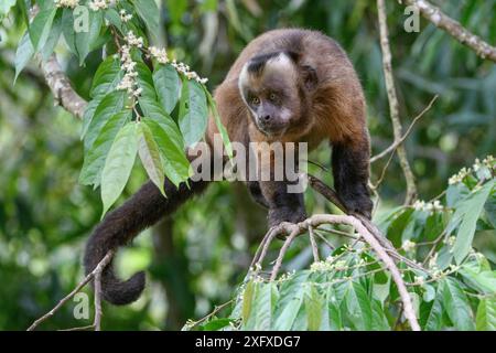 Getuftet / brauner Kapuziner (Cebus apella), männlich stehend im Baum, Bergwald in mittlerer Höhe, Manu Biosphärenreservat, Peru. Stockfoto