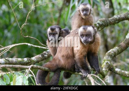 Getuftete/braune Kapuziner (Cebus apella), Weibchen und zwei Jungtiere, die in Zweigen sitzen, Mittelgebirgswald, Manu Biosphärenreservat, Peru. Stockfoto