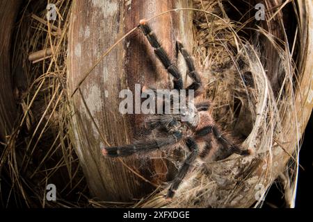 Rosa-toed Tarantula (Avicularia avicularia), Weibliche warten in Hinterhalt außerhalb tagsüber Lair in Palm Tree Trunk. Heath River, Tambopata/Bahuaja-Sonene Reserven, Amazonien, Peru/Bolivien Grenze. Stockfoto