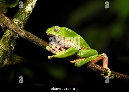 Riesenaffen/Blattfrosch (Phyllomedusa bicolor) klettert nachts auf Ast im Regenwald. Manu Biosphärenreservat, Peru. Stockfoto