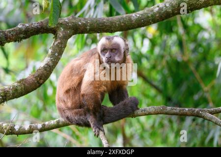 Getuftet / brauner Kapuziner (Cebus apella), männlich sitzend auf einem Ast im Bergwald in mittlerer Höhe, Manu Biosphärenreservat, Peru. Stockfoto