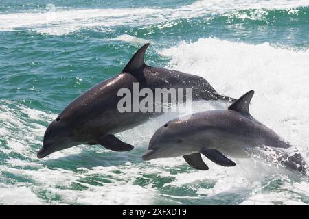 Gewöhnlicher / Atlantischer Flaschennasendelfin (Tursiops truncatus), Erwachsene und Jugendliche, die aus dem Wasser springen. Clearwater Beach, Pinellas County, Florida, USA. Stockfoto