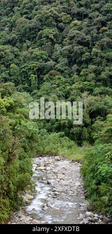 Kleiner Bach und Regenwald in Mittelhöhe. Manu Biosphärenreservat, Amazonien, Peru. November 2017. Stockfoto