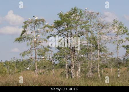 Kahlköpfige Zypressen (Taxodium distichum), überwiegend Weißer Ibis (Eudocimus albus), der in Ästen thront, und Schneereiher (Egretta thula) im Flug. Everglades-Nationalpark, Florida, USA. April 2018. Stockfoto