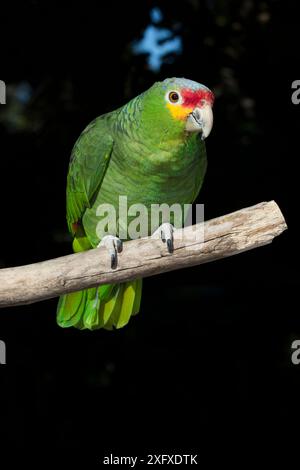 Gelbwangen-/Rotwangen-Amazonas-Papagei (Amazona autumnalis) auf Barsch. Unverlierbar. Stockfoto