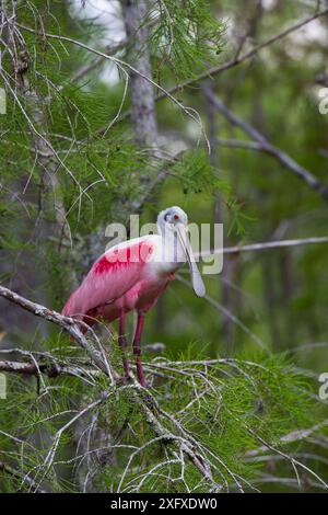 Rosenlöffelschnabel (Platalea ajaja) auf kahlem Zypressenbaum (Taxodium distichum). Big Cypress Swamp National Preserve, Florida, USA. Stockfoto