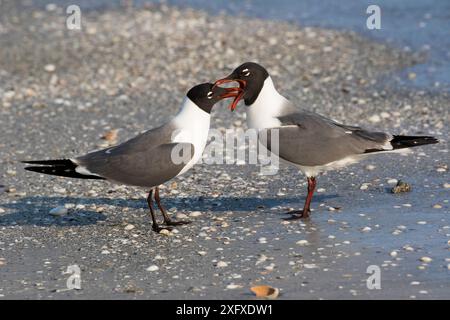 Lachmöwe (Leucophaeus atricilla) paart mit Bill-Touch in der Balz, Tampa Bay, Tierra Verde, Florida. Stockfoto