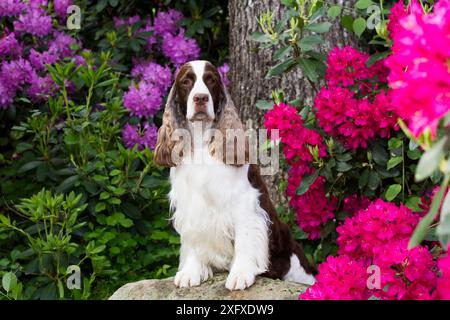 Englischer springer Spaniel, stehend mit Vorderbeinen auf Felsen, Rhododendron Blumen im Hintergrund. Haddam, Connecticut, USA. Juni. Stockfoto