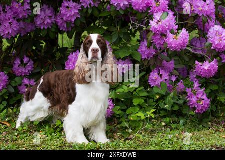 Englischer springer-Spaniel, der vor Rhododendron-Blumen steht. Haddam, Connecticut, USA. Juni. Stockfoto