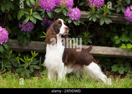 Englischer springer-Spaniel, der vor Rhododendron-Blumen steht. Haddam, Connecticut, USA. Juni. Stockfoto