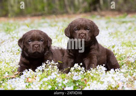 Chocolate labrador Retriever, zwei Welpen, die auf dem Feld Common Blue (Houstonia caerulea) liegen. Haddam, Connecticut, USA. Mai. Stockfoto