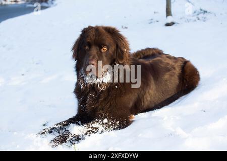 Neufundlandhund, männlich im Schnee liegend. Killingworth, Connecticut, USA. Stockfoto