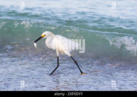 Schneebedeckte Reiher (Egretta Thula) Angeln am Wasser&#39;s Rand. Tierra Verde, Pinellas County, Florida, USA. Stockfoto