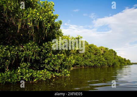 Rote Mangrovenbäume (Rhizophora Mangle) in Früchten neben Salzwasserschlamm, Tampa Bay, Pinellas County, Florida, USA. Juli Stockfoto