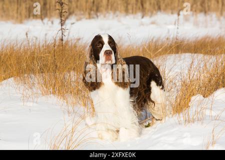 Englischer springer Spaniel auf schneebedecktem Grasland, am Ufer des Long Island Sound, Guilford, Connecticut, USA. Stockfoto