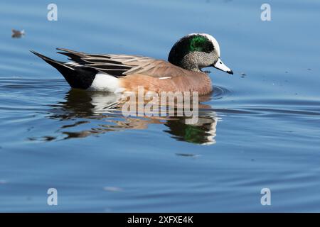 American Widgeon (Anas americana), drake im Zuchtgefieder, Eastern Shore, Chesapeake Bay, Cambridge, Maryland, USA. Februar. Stockfoto