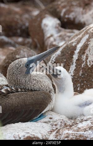 Blaufüßler (Sula nebouxii), Erwachsener und Küken am Nest. Nord-Seymour-Insel, Galapagos, Ecuador. Stockfoto