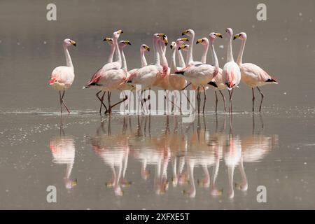 James&#39;s Flamingo (Phoenicoparrus jamesi), Herde in der salzhaltigen Laguna Colorada, Altiplano Wüste. Eduardo Avaroa Nationalpark Andenfauna, Andenplateau, Bolivien. Stockfoto