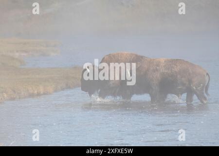 Bison (Bison Bison), zwei überqueren den Firehole River, Fountain Flat, Lower Geysir Basin, Yellowstone National Park, Wyoming. September. Stockfoto