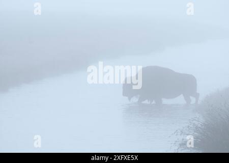 Bison (Bison Bison) überquert den Nez Perce Creek im frühen Morgennebel im Yellowstone National Park, Wyoming. September. Stockfoto