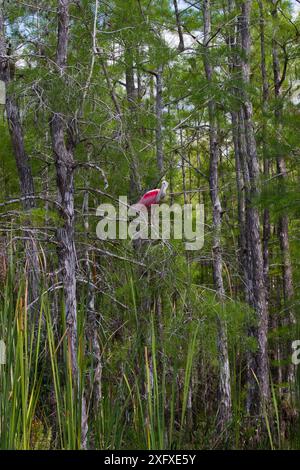 Rosenlöffelschnabel (Platalea ajaja) auf einem Äst der kahlen Zypresse (Taxodium distichum). Big Cypress Swamp National Preserve, Florida, USA. Stockfoto