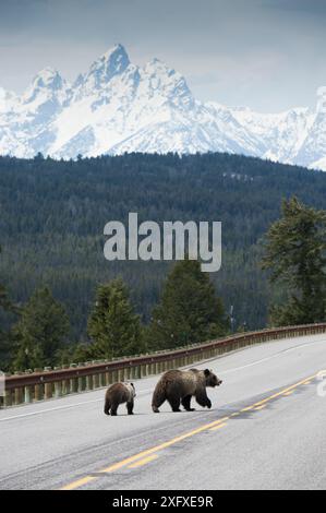 Grizzlybär (Ursus arctos horribilis) Weibchen mit Jungtier, der den Highway 26-287 hinuntergeht, mit Grand Teton im Hintergrund. Togwotee Pass, Bridger-Teton National Forest, Wyoming, USA. Mai 2017. Stockfoto