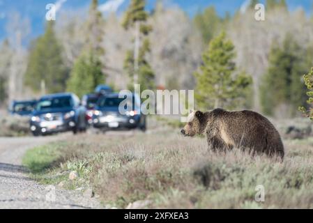 Grizzlybär (Ursus arctos horribilis), der versucht, die Straße zu überqueren, mit Touristen, die von Fahrzeugen aus zuschauen, Grand Teton National Park, Wyoming, USA. Mai 2016. Stockfoto