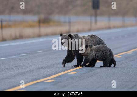 Grizzlybär (Ursus arctos horribilis), Weibchen und Jungtier, die den Highway am Togwotee Pass in der Nähe von Dubois, Wyoming, USA überqueren. September 2016. Stockfoto