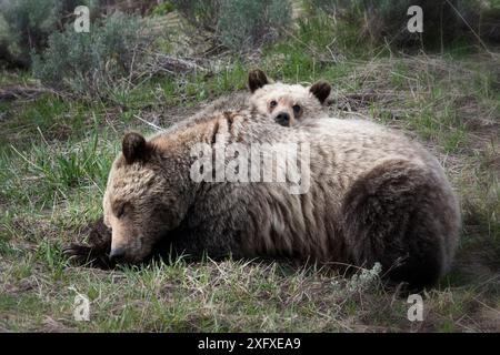 Grizzlybär (Ursus arctos horribilis) Weibchen mit dem Jungen auf dem Rücken. Yellowstone, Wyoming, USA. Mai. Stockfoto