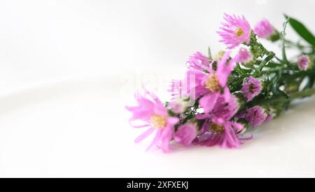 Ein Strauß rosa Blumen sitzt auf einem weißen Teller. Die Blüten sind so angeordnet, dass sie sich nicht überlappen und alle zeigen zu t Stockfoto