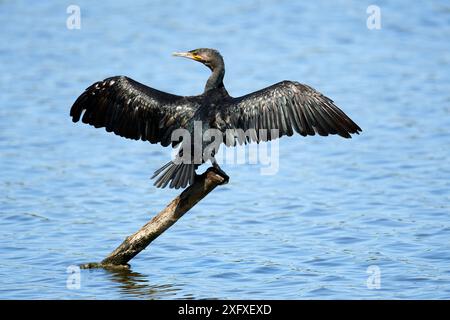 Gemeiner Kormoran (Phalacrocorax carbo) auf Pfosten mit gestreckten Flügeln. Vogelschutzgebiet Le Teich, Gironde, Frankreich Stockfoto