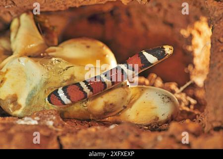 Gebirgskönigsschlange (Lampropeltis pyromelana), die aus Ei schlüpft, kommt in Arizona vor. Stockfoto