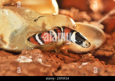 Gebirgskönigsschlange (Lampropeltis pyromelana), die aus Ei schlüpft, kommt in Arizona vor. Stockfoto