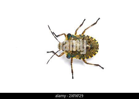 Waldschildkäfer (Pentatoma rufipes) Nymphe. Forest of Dean, Gloucestershire, England, Großbritannien. Familie Pentatomidae Stockfoto