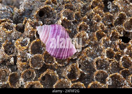 Seltene lila Form des Hundes (Nucella lapillus), der auf einer Kolonie von Wabenwürmern (Sabellaria alveolata) am Ufer von Nash Point, Glamorgan, ruht. Stockfoto