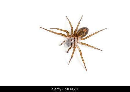 Spitzennetzspinne (Amaurobius similis) eine Spinne, die mit menschlichen Behausungen assoziiert ist, Catbrook, Monmouthshire, Wales, Vereinigtes Königreich, Dezember. Stockfoto