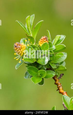 Männliche Catkins der Bergweide (Salix arbuscula). Kulturpflanze. Stockfoto