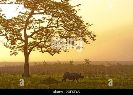 Indisches Nashorn (Rhinoceros unicornis) mit Baumwollbaum (Bombax ceiba) bei Sonnenaufgang, Kaziranga National Park, Assam, Indien. Stockfoto