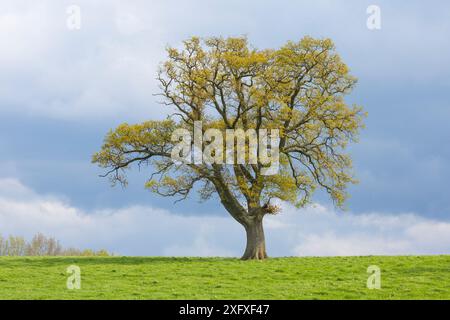 Englische Eiche (Quercus robur) im Feld, mit früherem Frühjahrswachstum, Gloucestershire, Großbritannien, Mai Stockfoto
