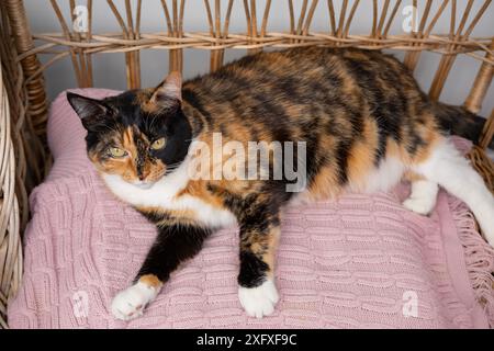 Glückliche häusliche verspielte dunkle Katze mit weißer Brust greift mit Spielzeug Maus liegt in gemütlichem Korbstuhl, Liebe für Tiere, Pflege für sie, hält Katzen, ph Stockfoto