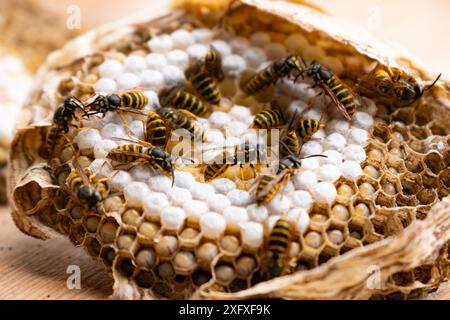 Gelbe Vespula vulgaris Wespen, die in Waben schwärmen, Nachkommen pflegen, Waspennest Nahaufnahme, Insektenhabitat mit Bienen, Larven, Wespeneiern, Dickdarm Stockfoto