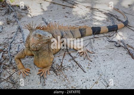 Grüner Leguan (Iguana Leguana), Chinchorro Banks (Biosphärenreservat), Quintana Roo, Mexiko Stockfoto