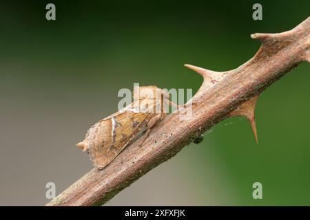 Orange SWIFT Moth (Triodia sylvina) Norfolk, England, UK. August Stockfoto