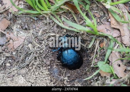 Schwarzölkäfer (Meloe proscarabaeus), der Eier im Loch legt. Filzwald, Nationalpark Bayerischer Wald, Bayern, Deutschland. Mai. Stockfoto