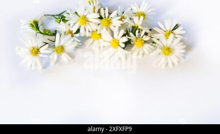 Ein Haufen weißer Blumen mit gelben Mittelpunkten. Die Blumen sind in einer Reihe angeordnet und auf einem weißen Hintergrund platziert. Konzept von Frische und Natürlichkeit Stockfoto
