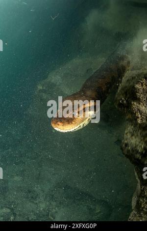 Grüne Anaconda, (Eunectes murinus), Formoso River, Bonito, Mato Grosso do Sul, Brasilien Stockfoto