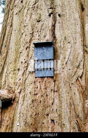 Sigle Fledermausbox auf einem Baumstamm montiert - John Gollop Stockfoto