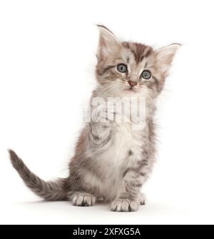 Silbernes Tabby-Kätzchen mit erhöhter Pfote. Stockfoto